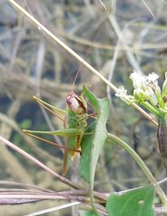 Orchelimum concinnum