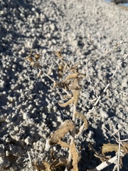 Mentzelia leucophylla