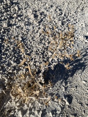 Mentzelia leucophylla