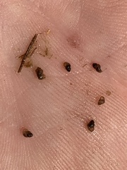 Pyrgulopsis sanchezi