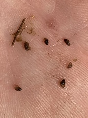 Pyrgulopsis sanchezi