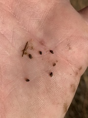 Pyrgulopsis sanchezi