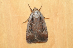 Eueretagrotis attentus