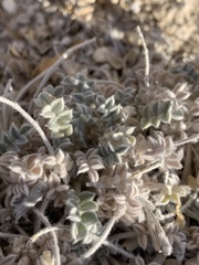 Astragalus phoenix