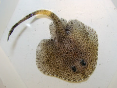 Rajella fyllae