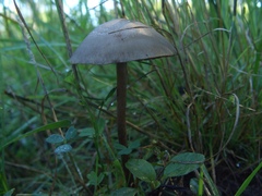 Panaeolus subbalteatus