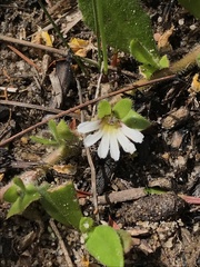 Scaevola hookeri