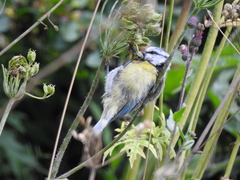 Cyanistes caeruleus