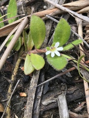 Scaevola hookeri
