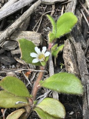 Scaevola hookeri