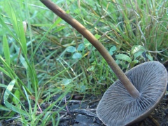 Panaeolus subbalteatus