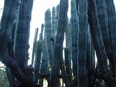 Isolatocereus dumortieri