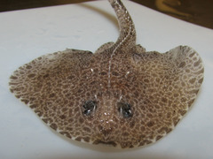 Rajella fyllae