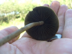 Panaeolus subbalteatus