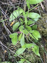 Scaevola hookeri