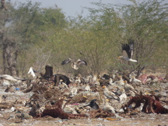 Neophron percnopterus