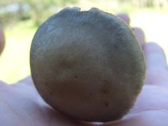 Panaeolus subbalteatus