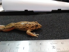 Fejervarya iskandari