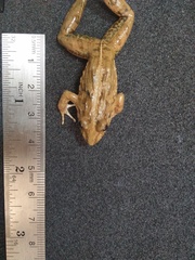 Fejervarya iskandari