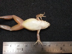 Fejervarya iskandari