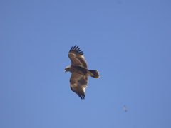 Aquila nipalensis