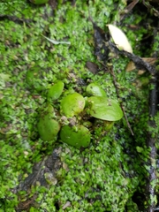 Limnobium laevigatum