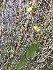 Liparophyllum exaltatum