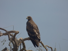Aquila nipalensis