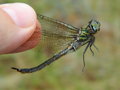 Somatochlora brevicincta