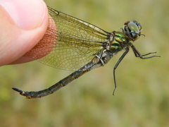 Somatochlora brevicincta