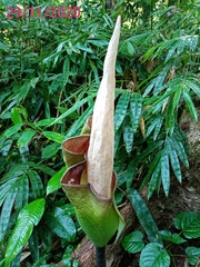 Amorphophallus hewittii
