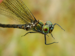 Somatochlora brevicincta