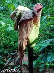 Amorphophallus hewittii