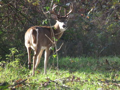 Odocoileus virginianus leucurus