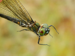 Somatochlora brevicincta