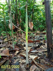 Amorphophallus hewittii