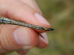 Somatochlora brevicincta