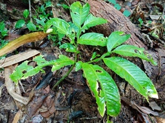 Amorphophallus hewittii