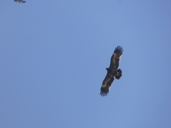 Aquila nipalensis