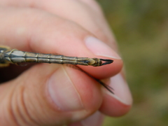 Somatochlora brevicincta