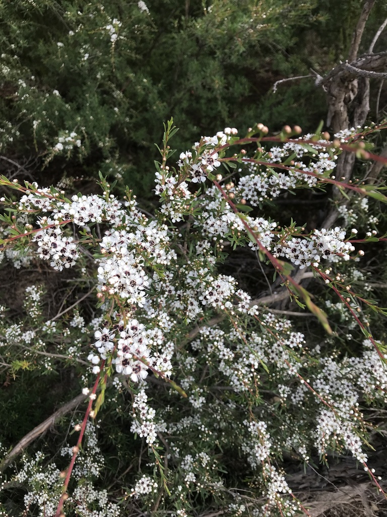 Yarra burgan (Kunzea leptospermoides) - Botanical Realm