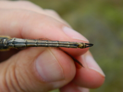 Somatochlora brevicincta