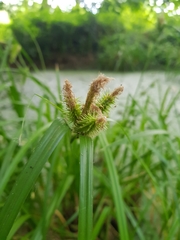 Cyperus cyperoides