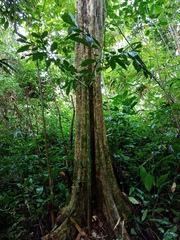 Amorphophallus hewittii