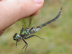 Somatochlora brevicincta