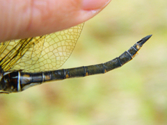 Somatochlora brevicincta