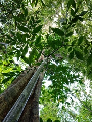 Amorphophallus hewittii
