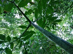 Amorphophallus hewittii
