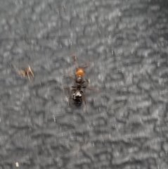 Camponotus sexguttatus