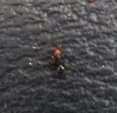 Camponotus sexguttatus